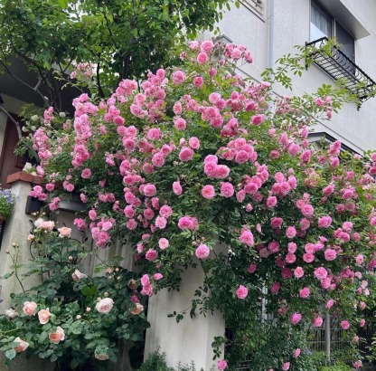 🎁30% de Réduction 🌸 🌸Graines de Rosiers Grimpants