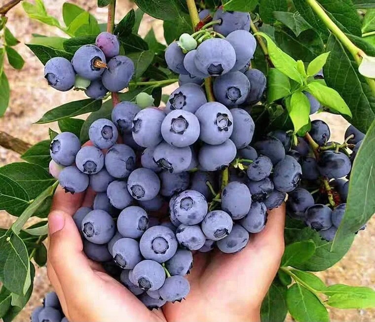 🔥30% de Réduction🫐🫐Graines de Bleuets En Pot