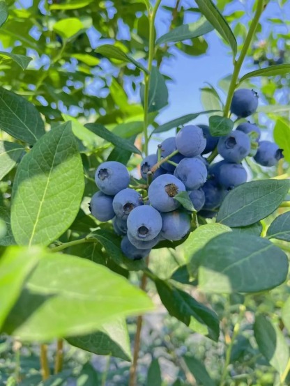 🔥30% de Réduction🫐🫐Graines de Bleuets En Pot