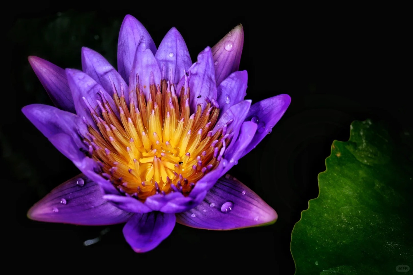 🌸【Germination en 7 jours】Vente du dernier jour - 50 % de réduction💐Le bol à bonsaï sacré fleur de lotus