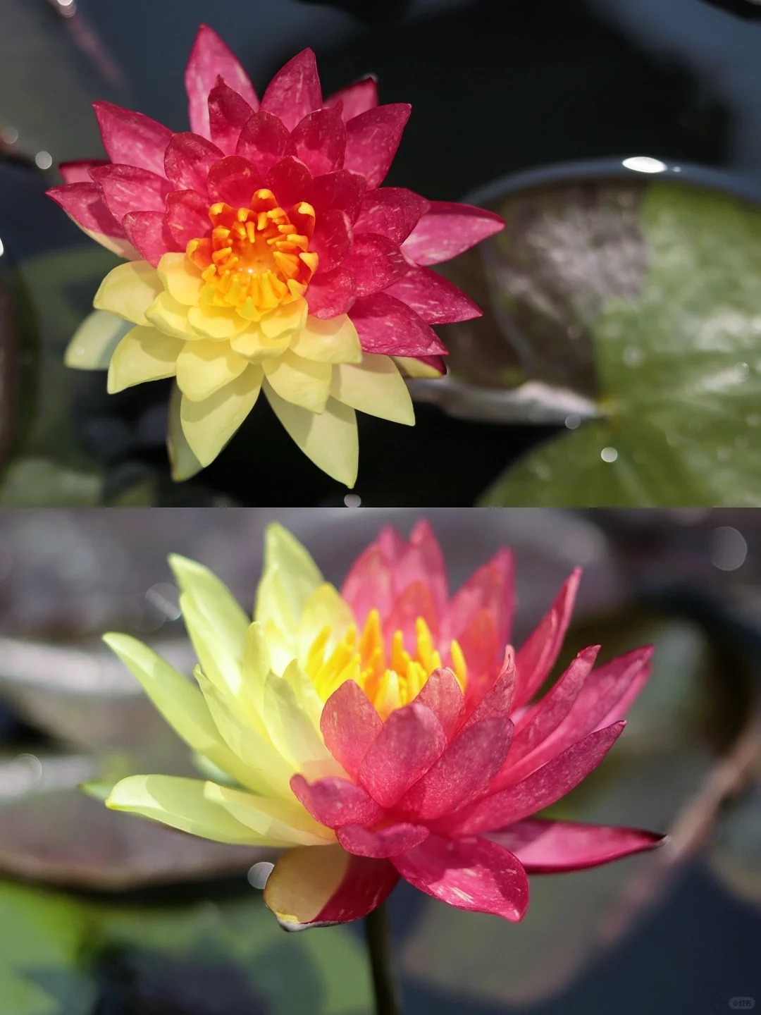 🔥 50% de Réduction 🎁⏰Les graines de nénuphar