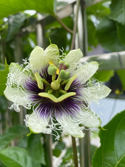 🔥50% de Réduction🎁🥭Graines de Fruit de la Passion Colombien🥭