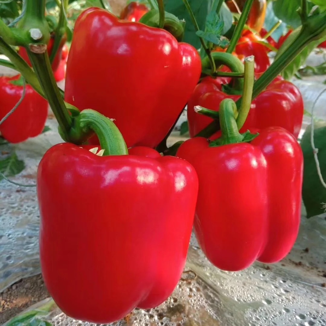 🌈 Bombe Nutritive Tricolore - Pack de Poivrons Rouge, Jaune & Orange