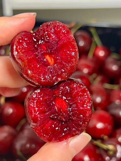 🍒🌳 Cherry potted seeds🌱