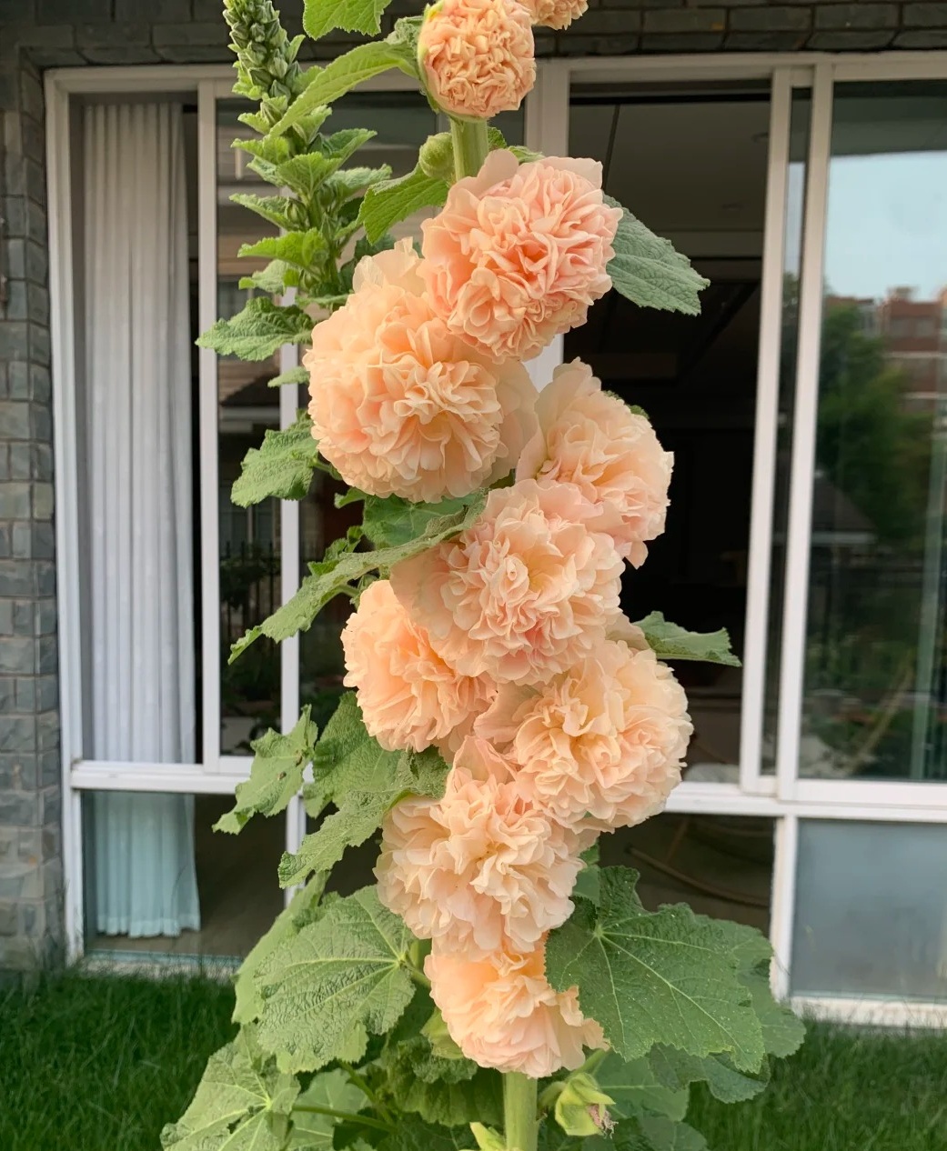 🌸 Graines de Rose Trémière 