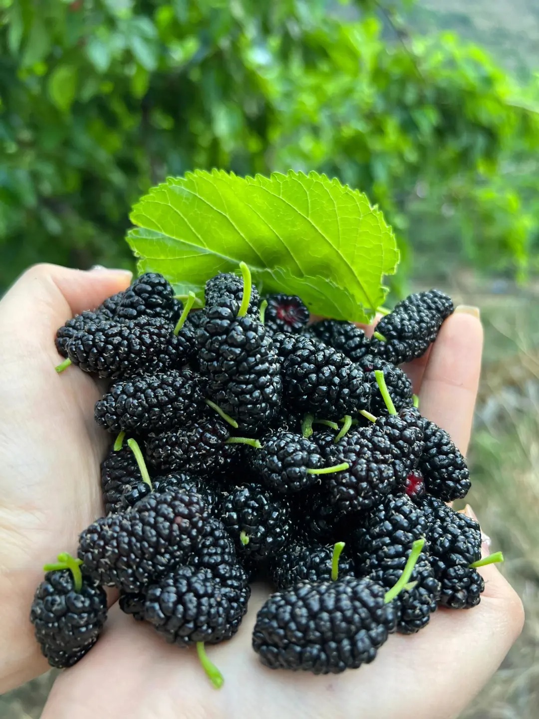 50% OFF🍇 Graines de Mûres Sweet Giant 🌿