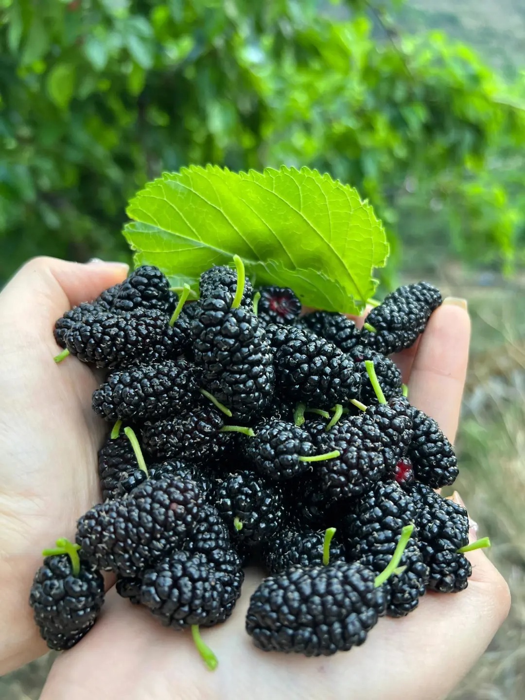 50% OFF🍇 Graines de Mûres Sweet Giant 🌿