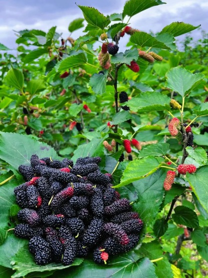 50% OFF🍇 Graines de Mûres Sweet Giant 🌿