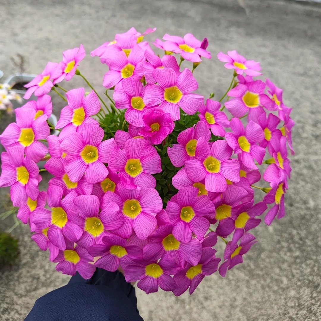 🌿 Bulbes d'Oxalis - Des Bijoux Végétaux pour Votre Intérieur !