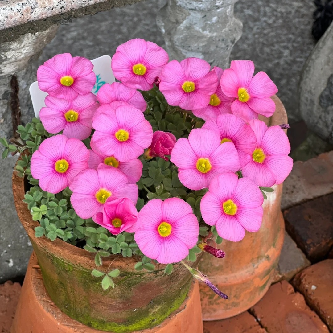 🌿 Bulbes d'Oxalis - Des Bijoux Végétaux pour Votre Intérieur !