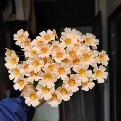 🌿 Bulbes d'Oxalis - Des Bijoux Végétaux pour Votre Intérieur !