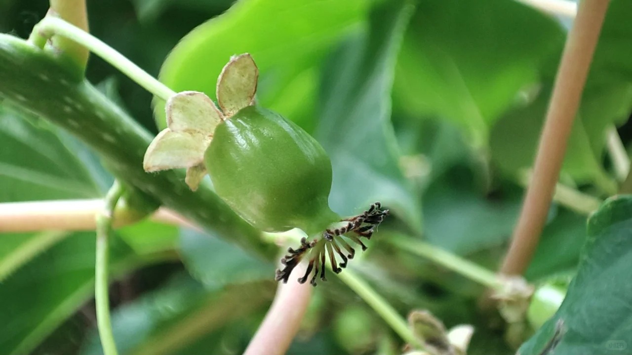 🎁50% de réduction🔥🥝Graines de Kiwaï