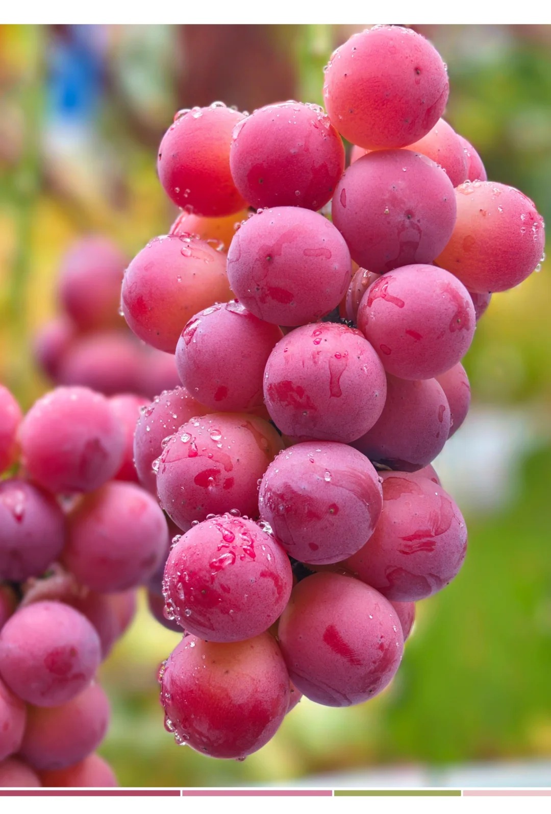 🍇Graines de Raisin Reine Nina