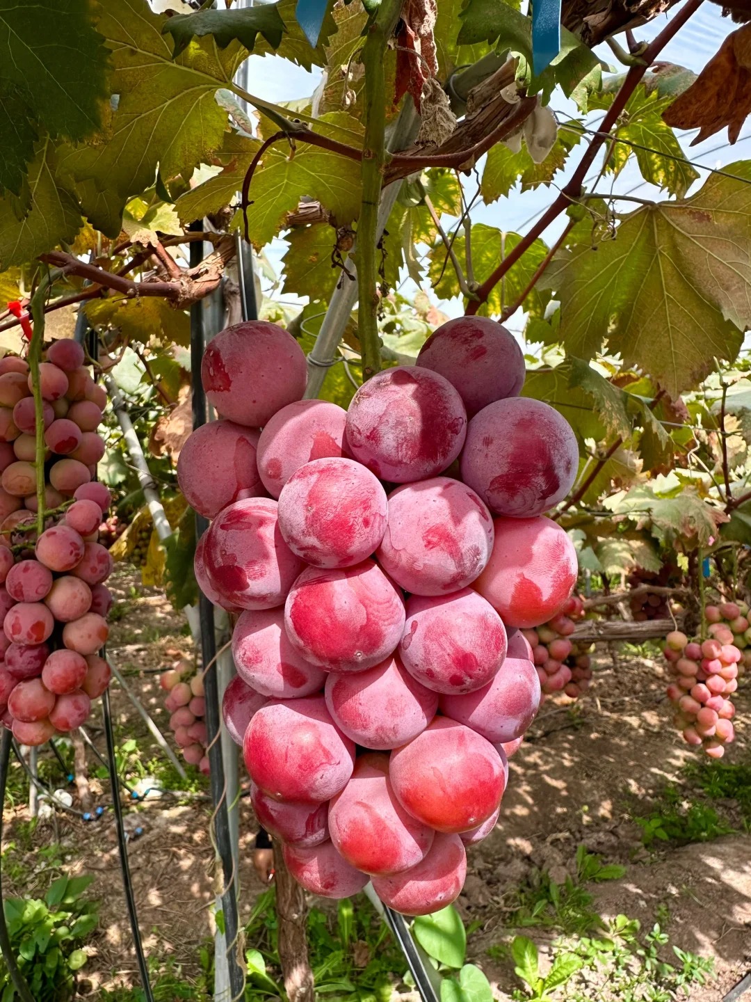 🍇Graines de Raisin Reine Nina