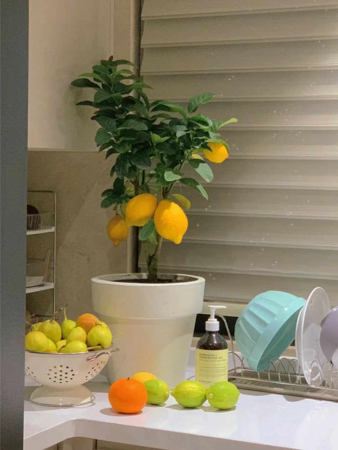 🔥🍋 Offre Éclair · Graines Bio de Citronnier en Pot