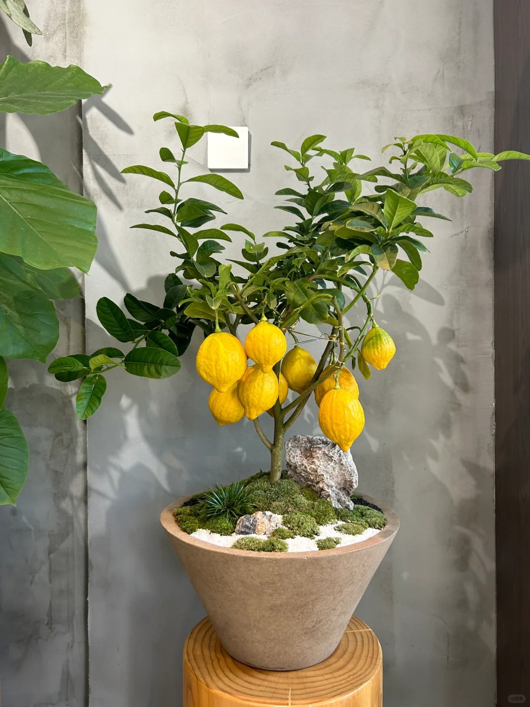 🔥🍋 Offre Éclair · Graines Bio de Citronnier en Pot