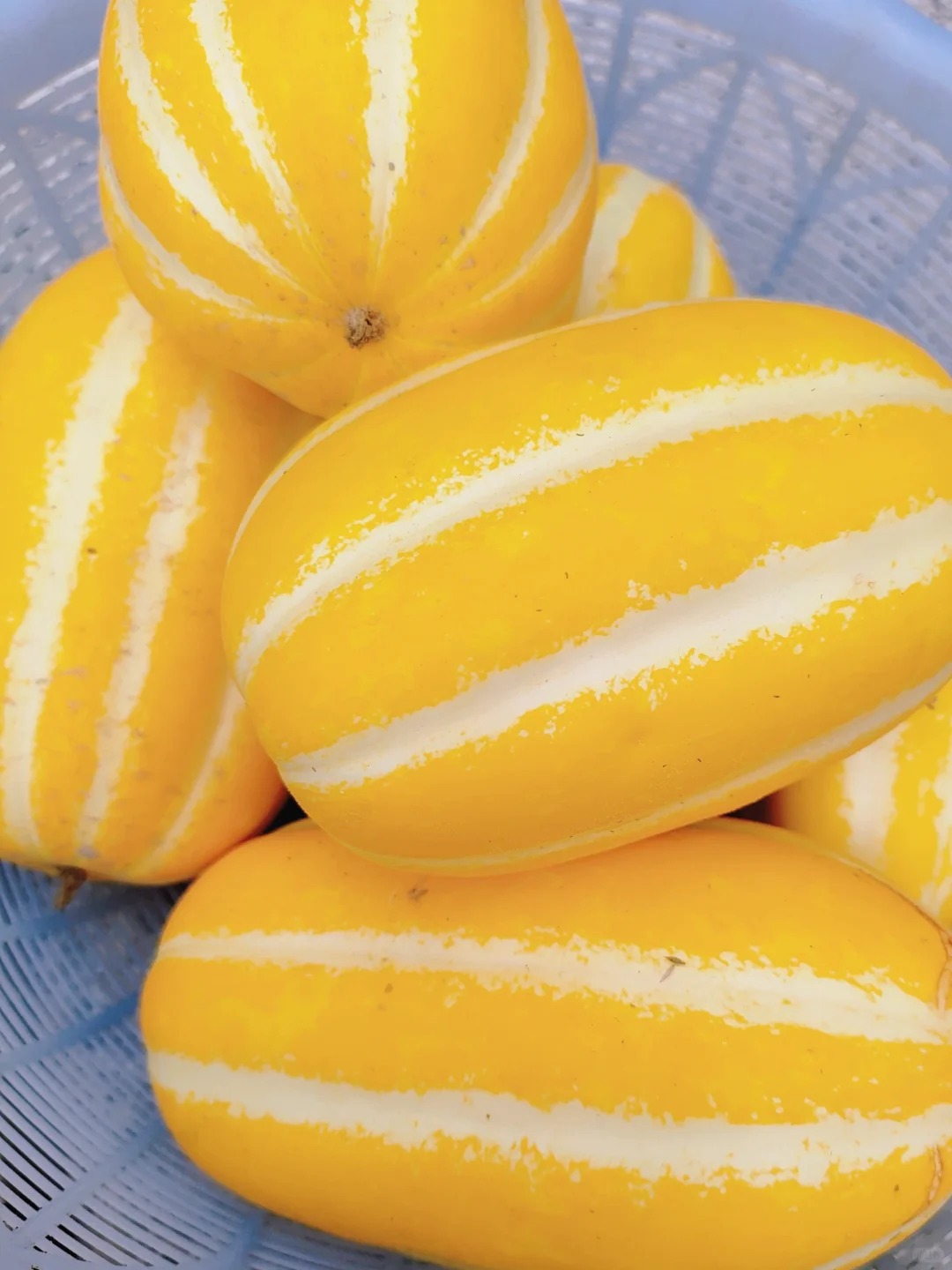  Graines de Melon d'Or 🍈 ——Cultivez la douceur dorée dans votre jardin !