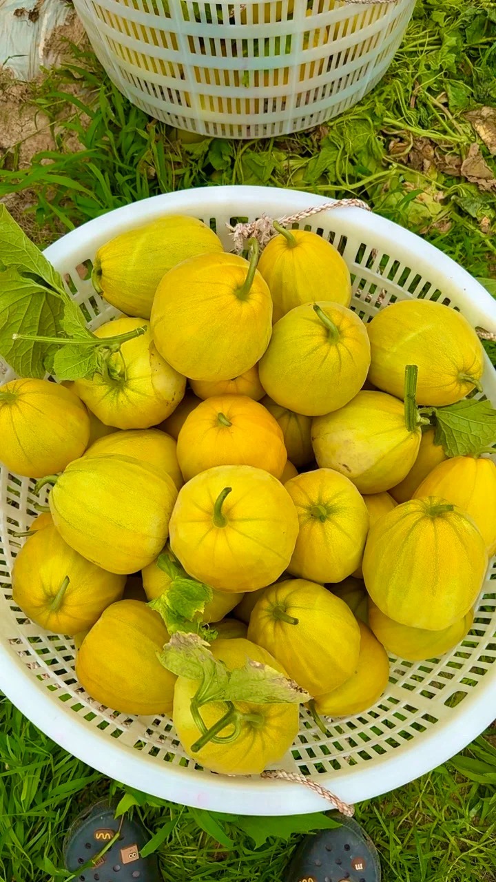 Graines de Melon d'Or 🍈 ——Cultivez la douceur dorée dans votre jardin !