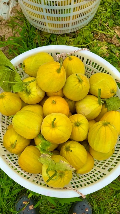  Graines de Melon d'Or 🍈 ——Cultivez la douceur dorée dans votre jardin !