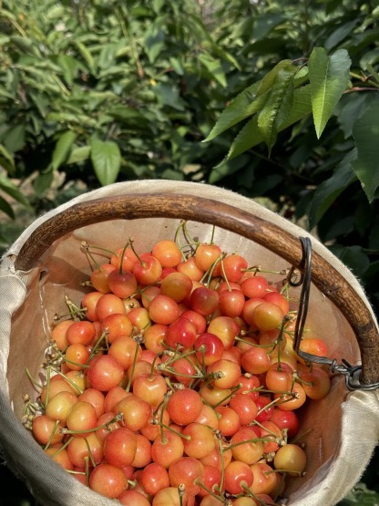 🍒 Graines de Cerisier Jaune Juteuses à Chair Éclatante