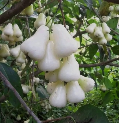 🌸 Graines de Jambose (Pomme Rose) - L'Exotisme à Portée de Main