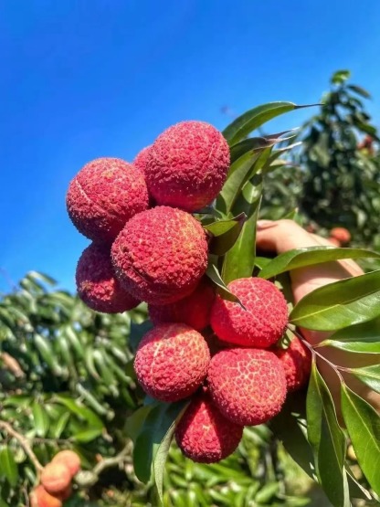 🌸 Plants de Litchi Sans Noyau - L'Excellence Ultime en Horticulture
