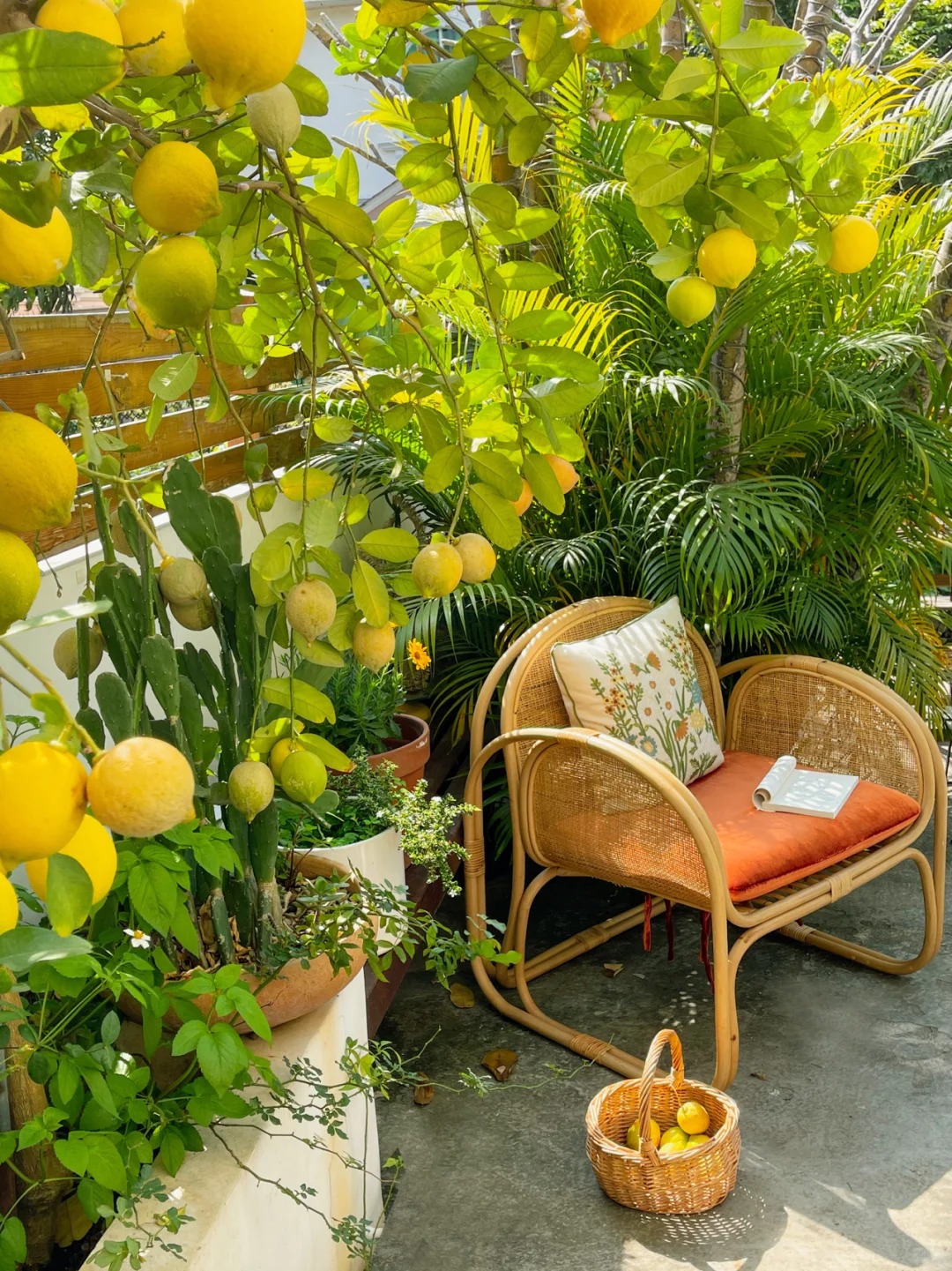 🌿 Graines de Citron Parfumé - L'Agrume qui Transforme votre Maison en Jardin Méditerranéen