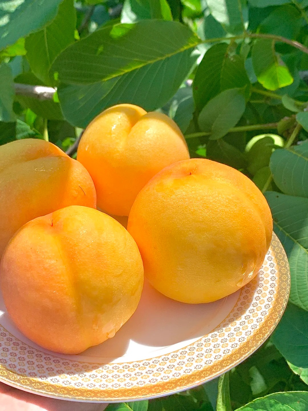 🍑 Graines de Pêcher - La Douceur du Sud dans Votre Jardin