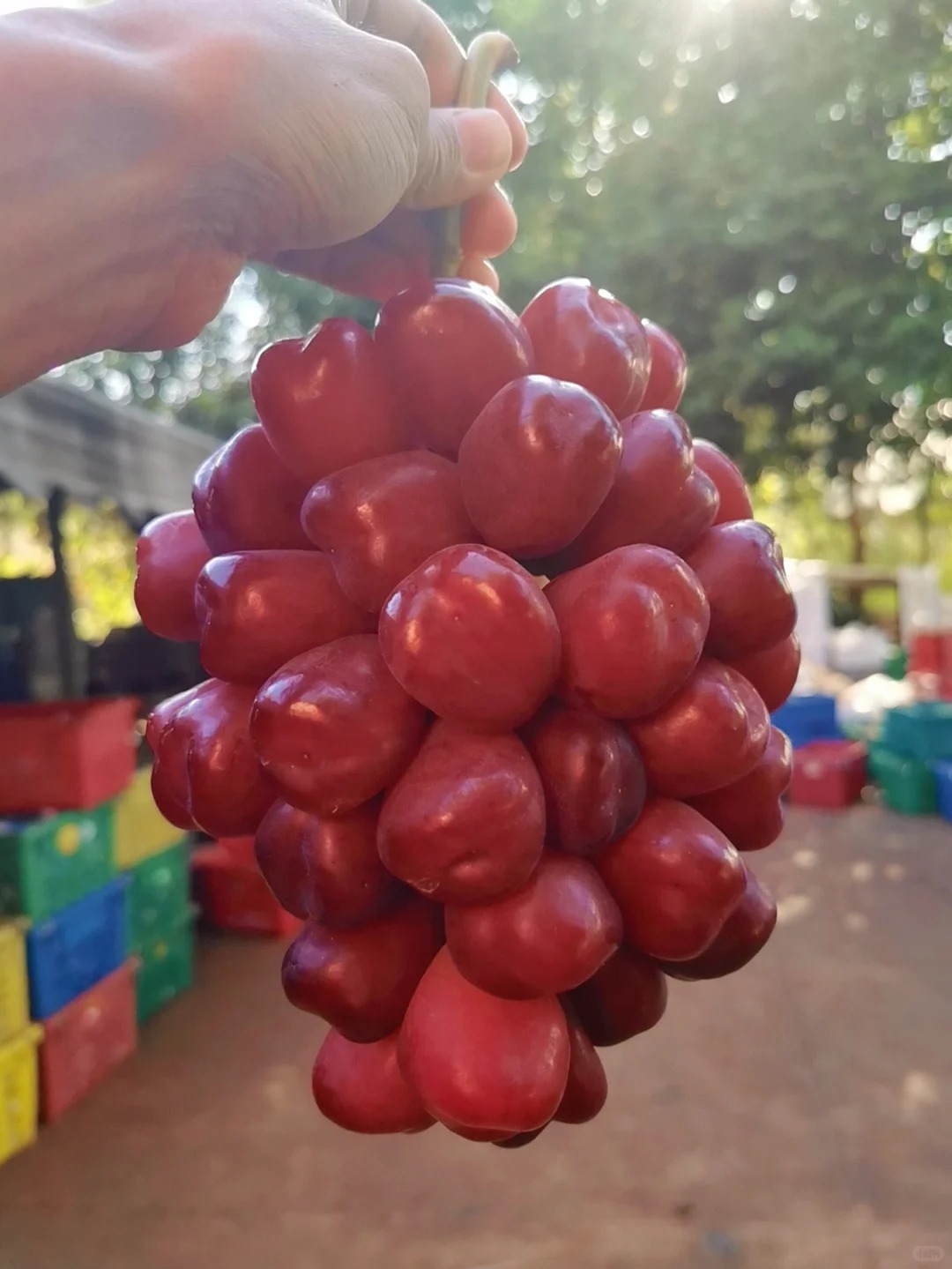 Raisins beauté romantique