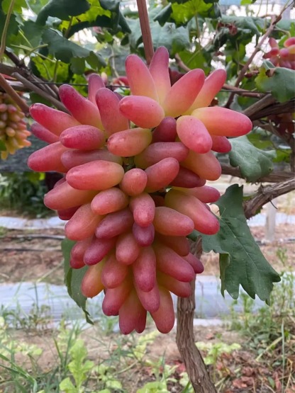 Raisins beauté romantique