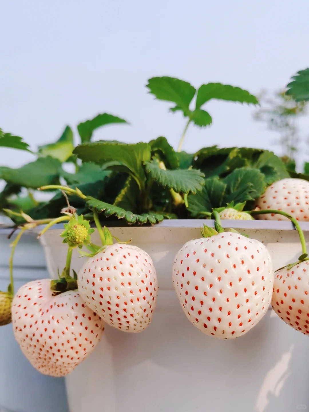 La Perle Blanche des Jardins Français