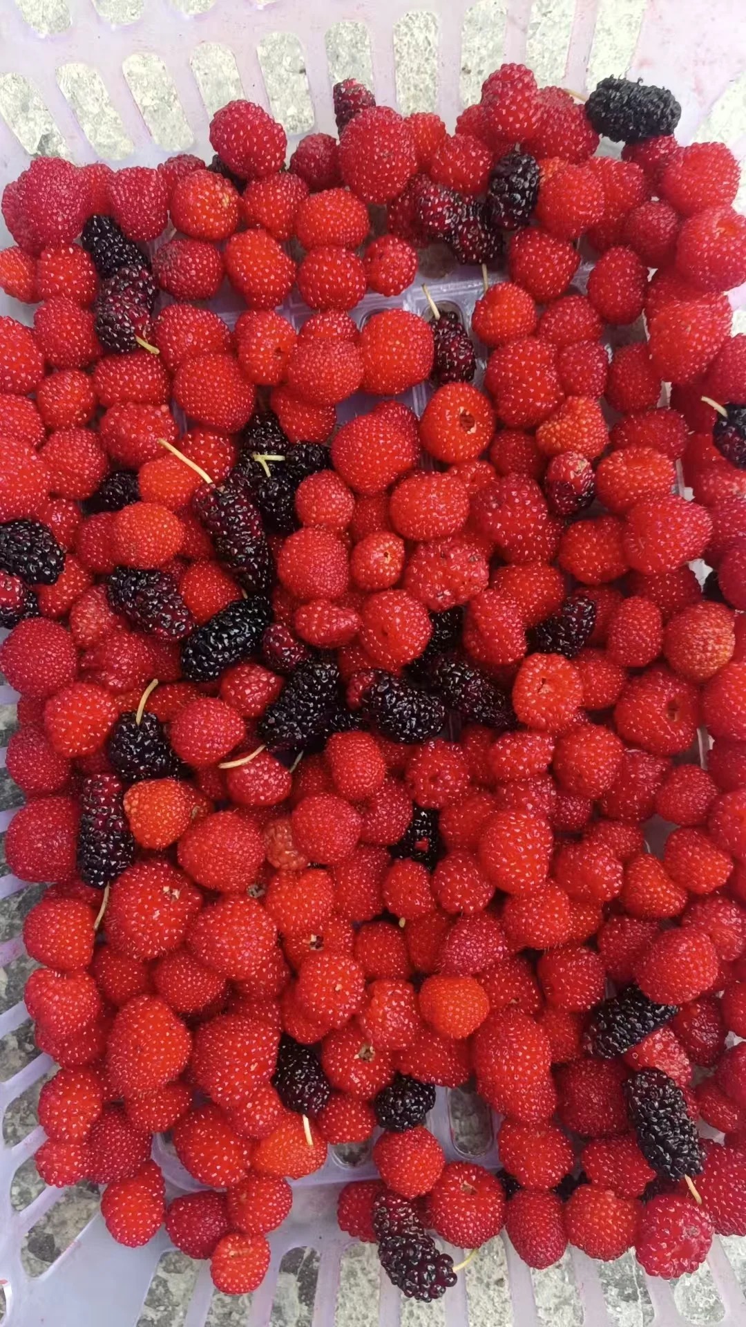 La Perle Écarlate des Jardins Français