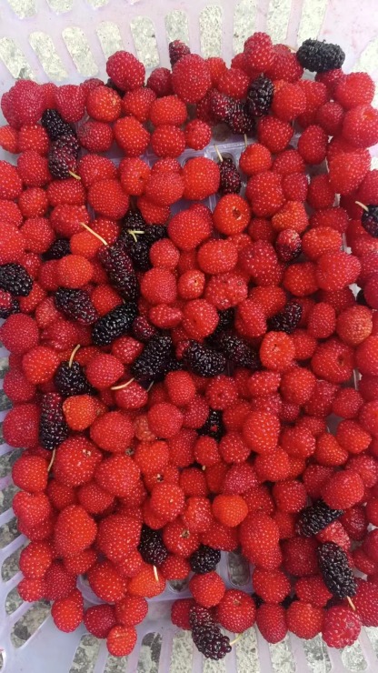 La Perle Écarlate des Jardins Français