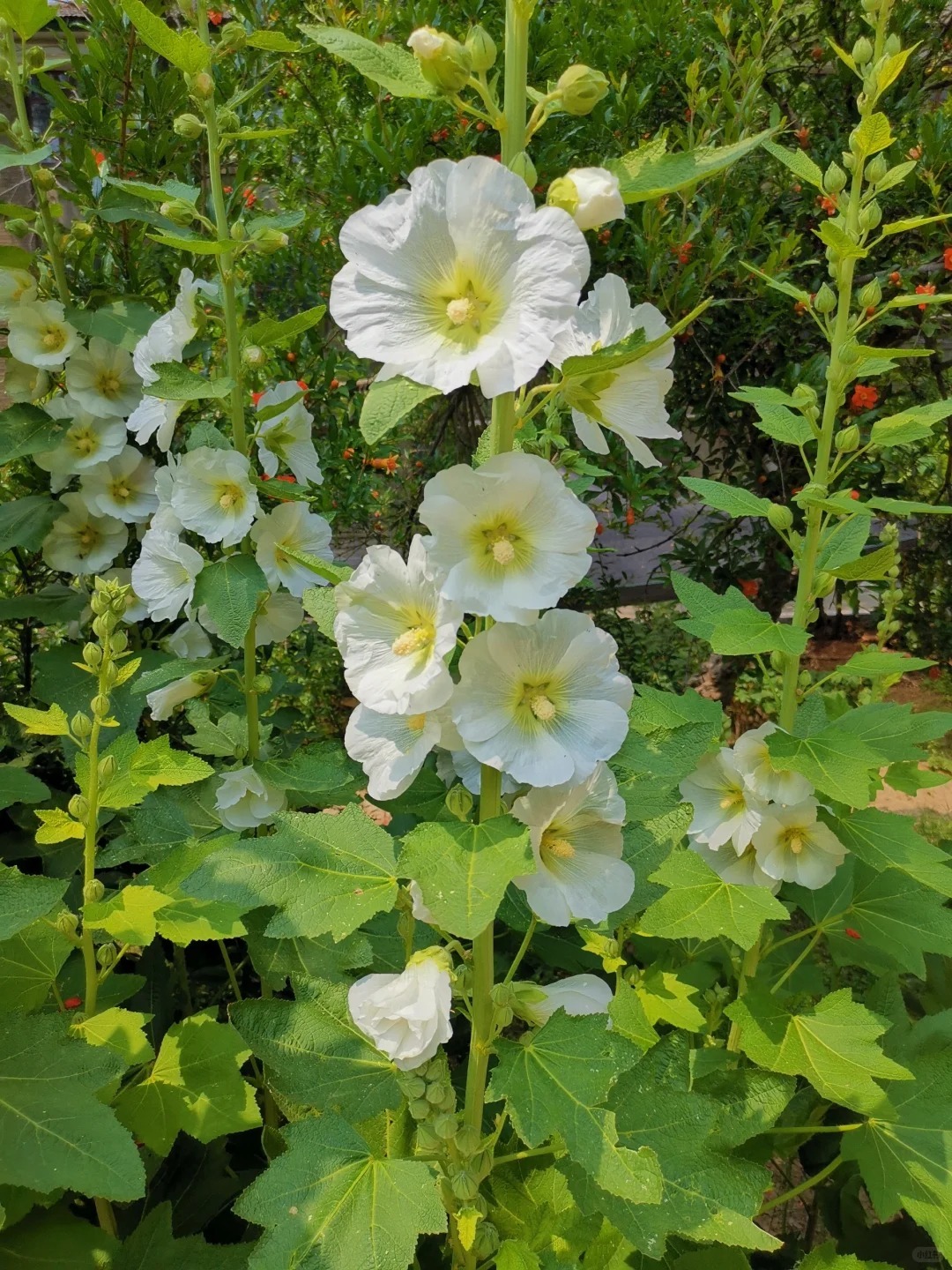 💐Hollyhocks Seeds