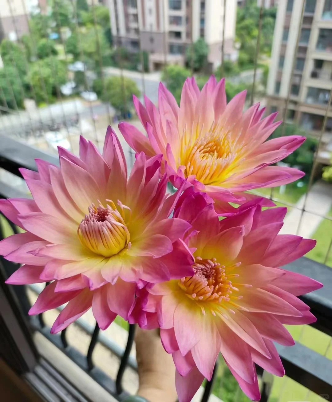 🔥 50% de Réduction 🎁⏰Les graines de nénuphar