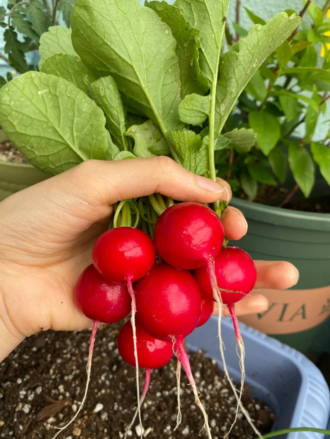 🔥 50% de Réduction 🎁Graines de Radis Rouge