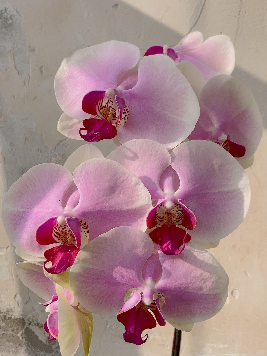 🔥50% de Réduction 🎁⏰Les graines d'orchidée papillon