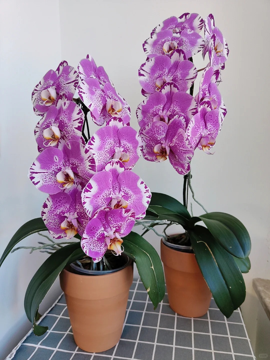 🔥50% de Réduction 🎁⏰Les graines d'orchidée papillon
