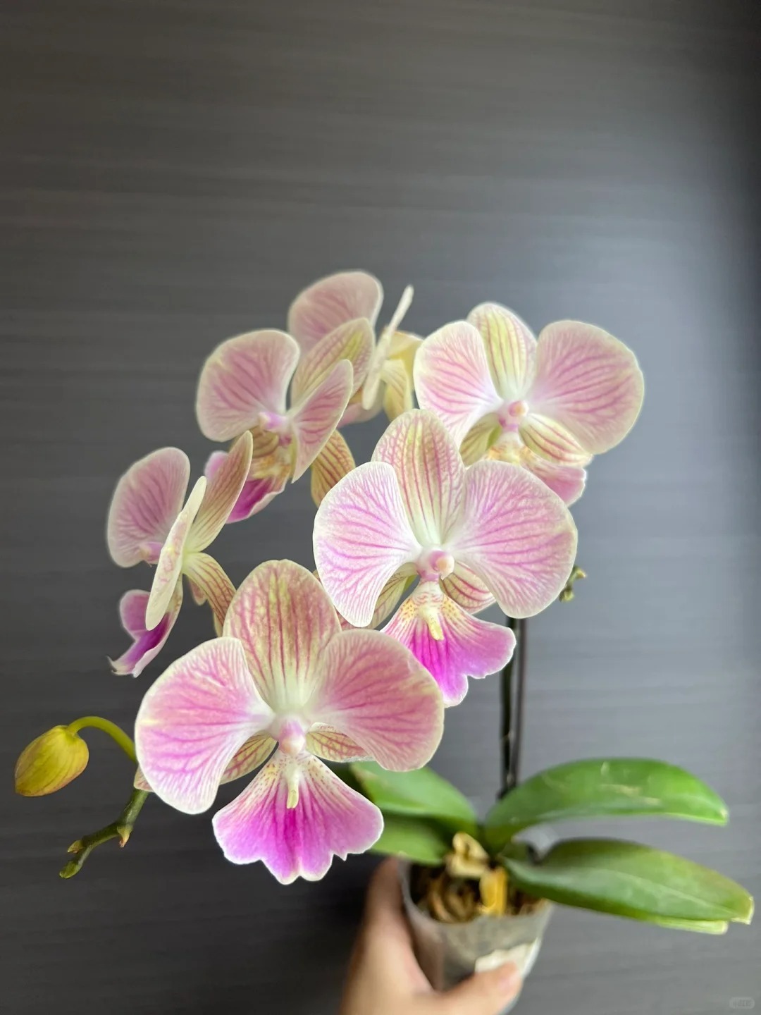 🔥50% de Réduction 🎁⏰Les graines d'orchidée papillon