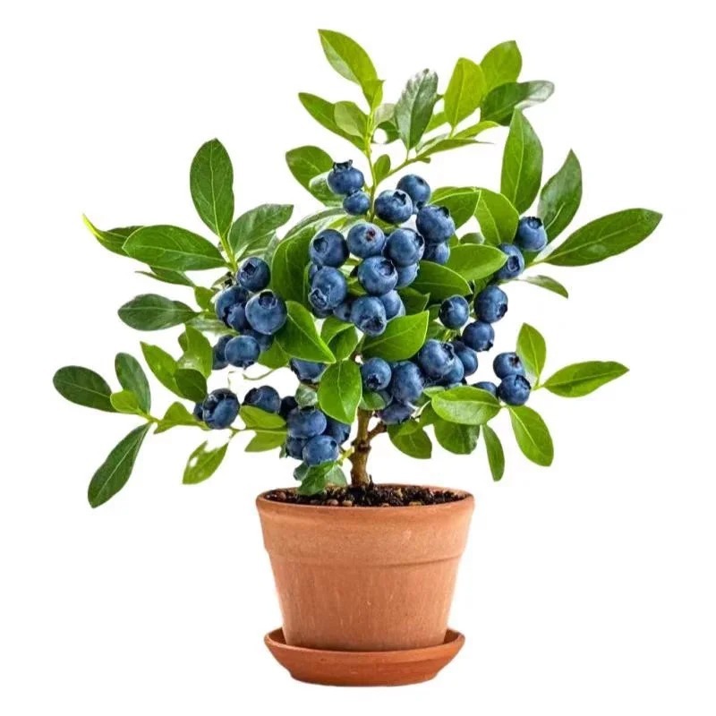 🌱 Graines de Myrtilles en Pot : Cultivez Votre Récolte Gourmande ! ✨