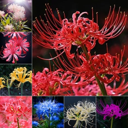 Lycoris Radiata : L'Explosion Écarlate Mystérieuse 