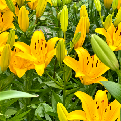 🌸 Lys Double Pétale – Où l'Élégance Rencontre le Parfum