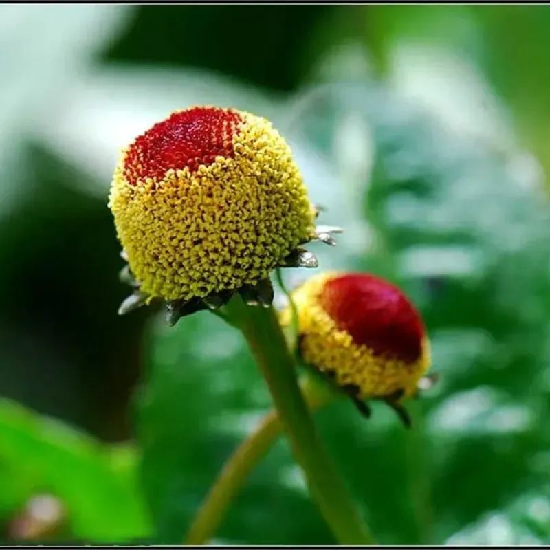 Boutons d'or - La plante aux multiples facettes de la nature🌿💊