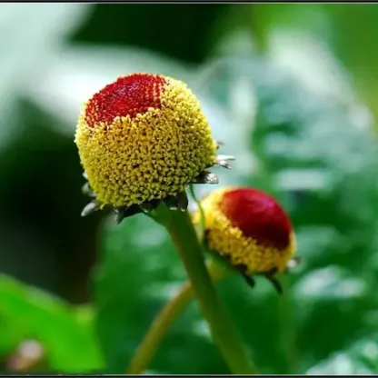 Boutons d'or - La plante aux multiples facettes de la nature🌿💊