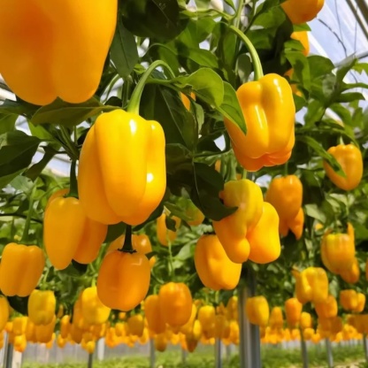 🌈 Bombe Nutritive Tricolore - Pack de Poivrons Rouge, Jaune & Orange