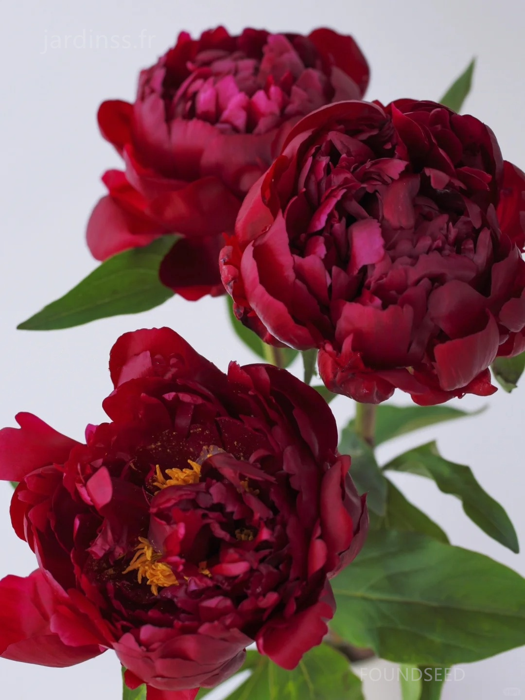 Graines de Pivoine
