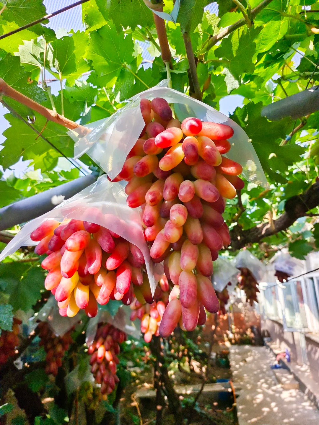 Raisin de pouce 🍇✨