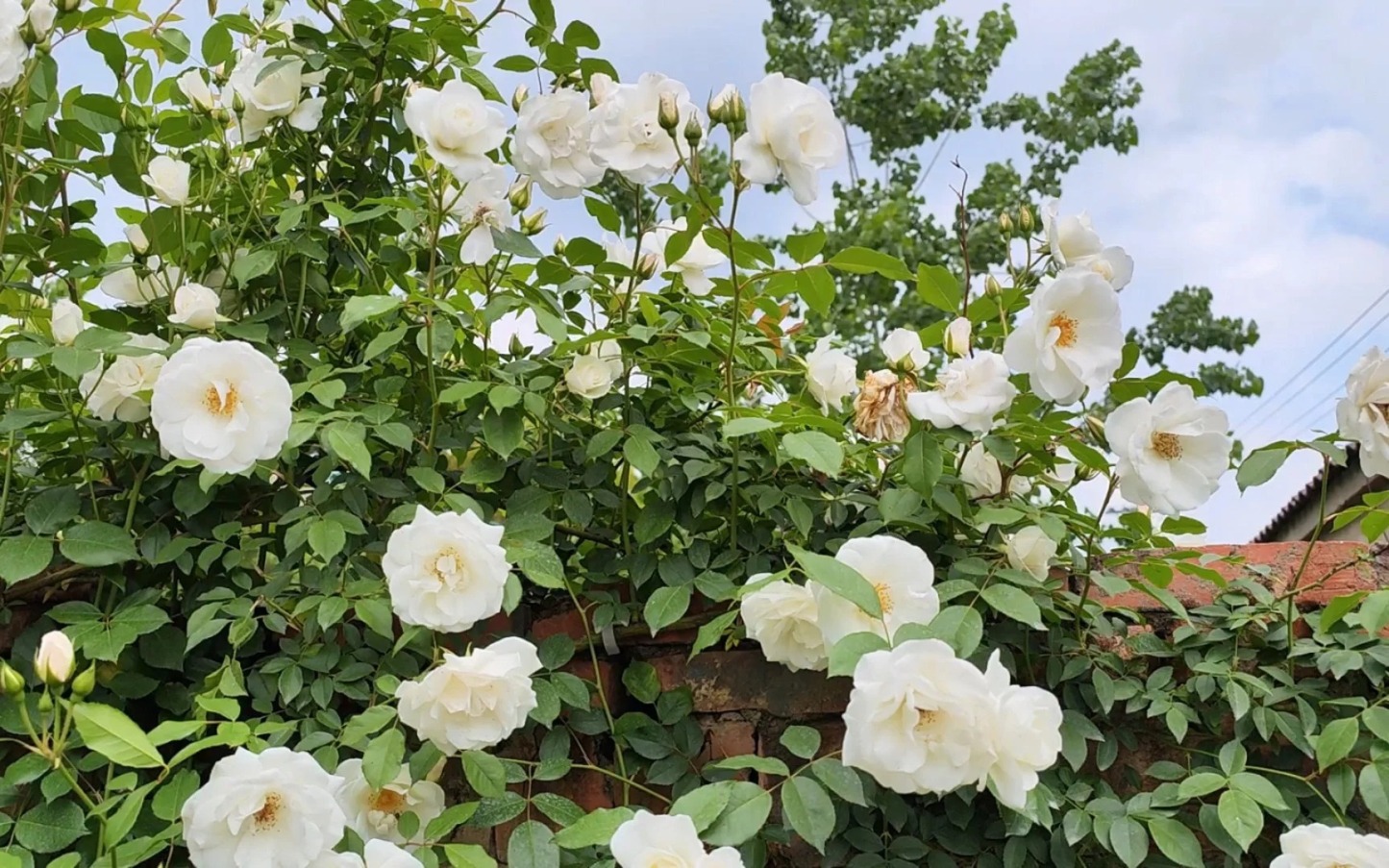 Graines de Rosiers Grimpants