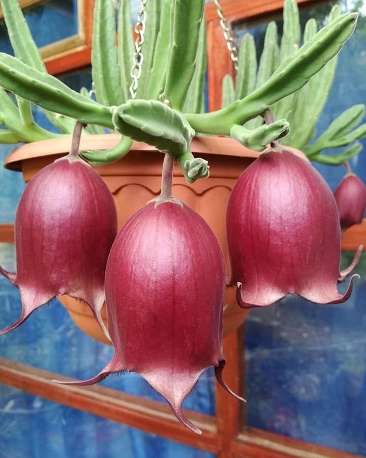 🌵 Stapelia leendertziae Bulbs - The Enchanting "Black Bells" 🌺