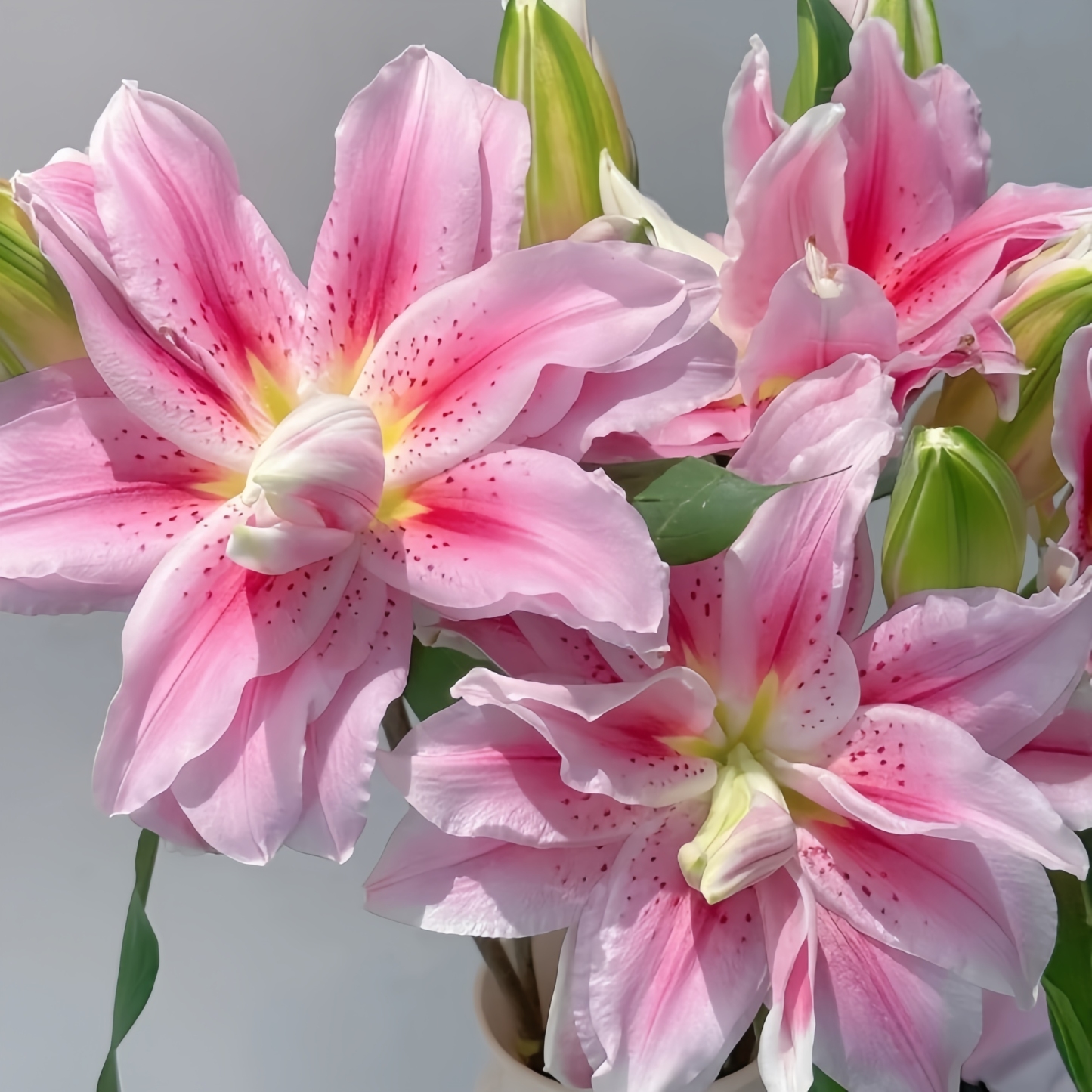 🌸 Lys Double Pétale – Où l'Élégance Rencontre le Parfum